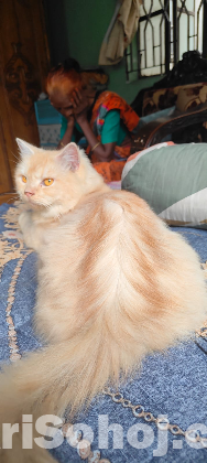 Persian cat